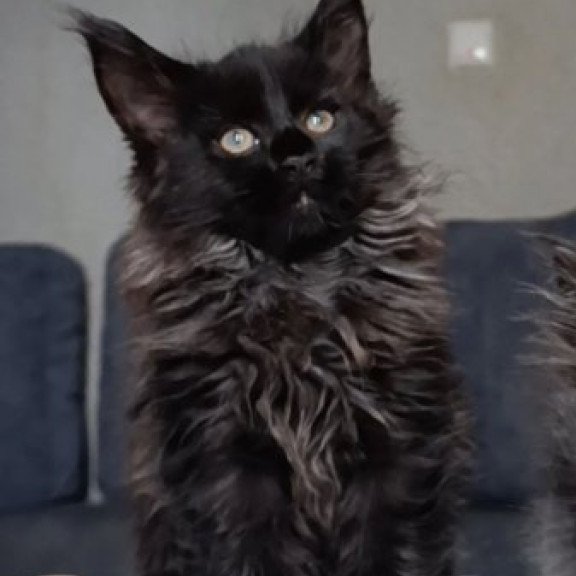 Maine Coon Alva Ostin