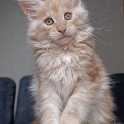 Maine Coon Alva Orange