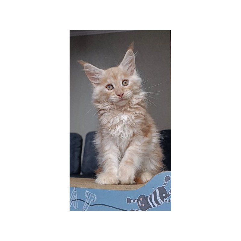 Maine Coon Alva Orange