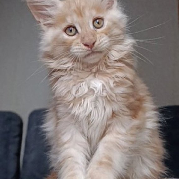 Maine Coon Alva Orange