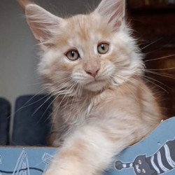 Maine Coon Alva Orange