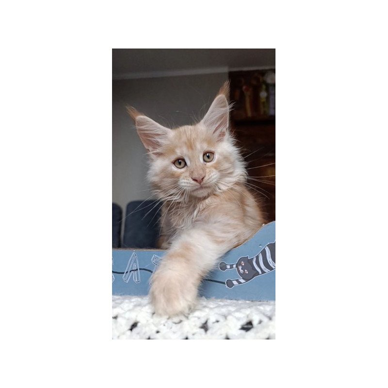 Maine Coon Alva Orange
