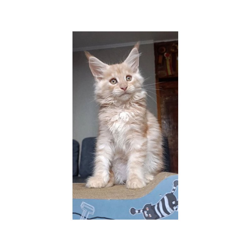 Maine Coon Alva Orange