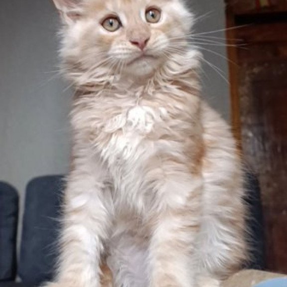 Maine Coon Alva Orange