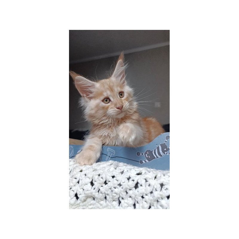 Maine Coon Alva Orange