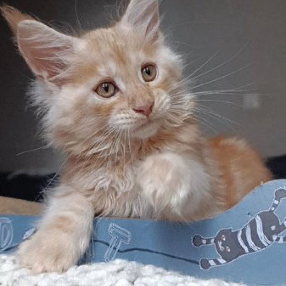 Maine Coon Alva Orange