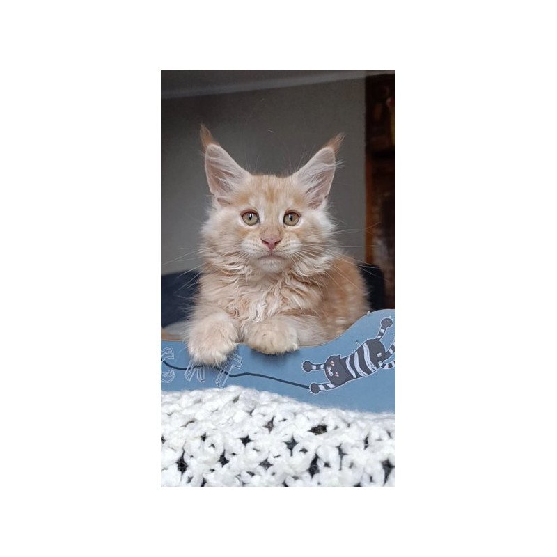 Maine Coon Alva Orange