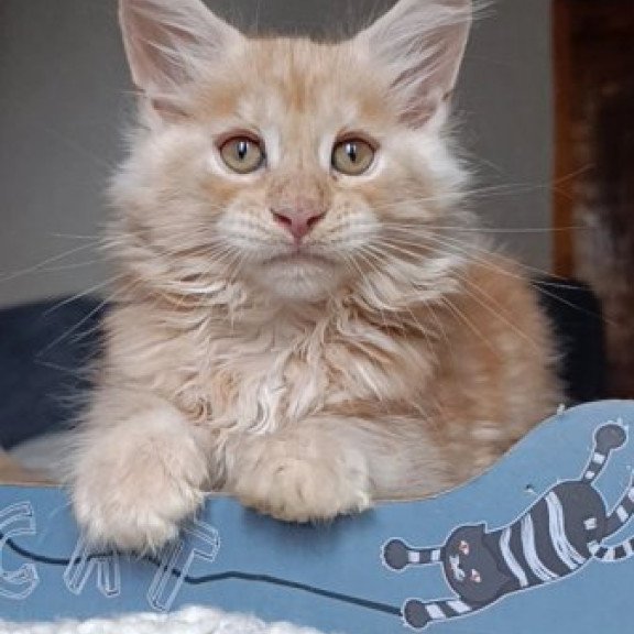 Maine Coon Alva Orange