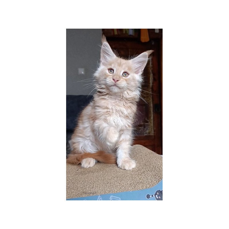 Maine Coon Alva Orange