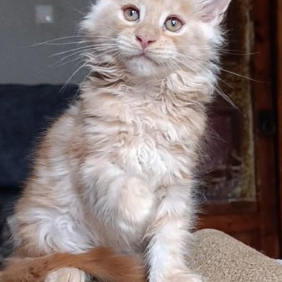Maine Coon Alva Orange