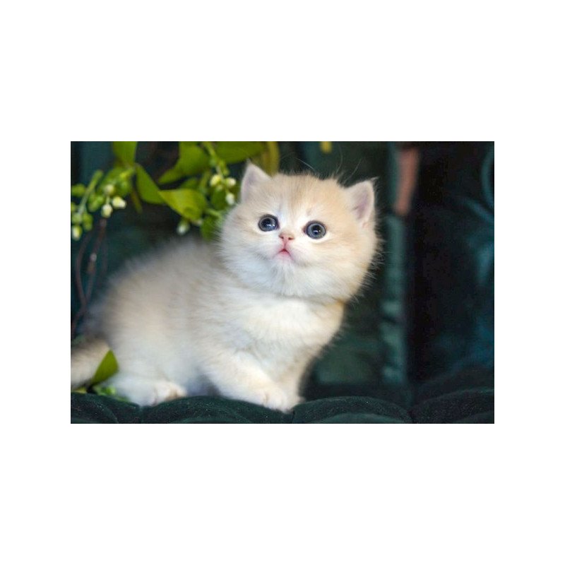 Onix British