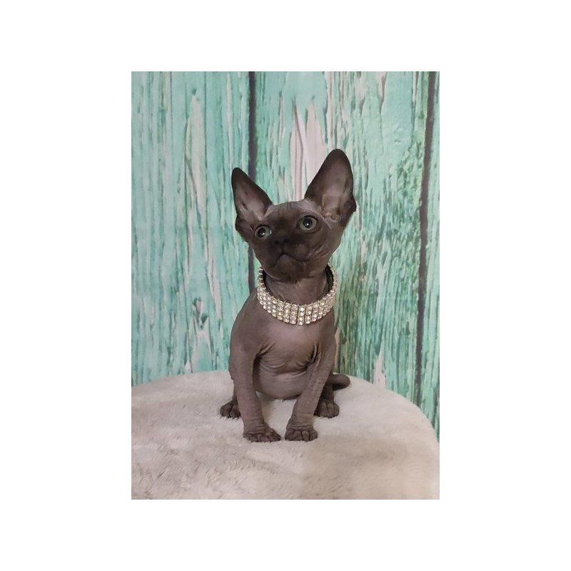 Sphynx Alva Naomi