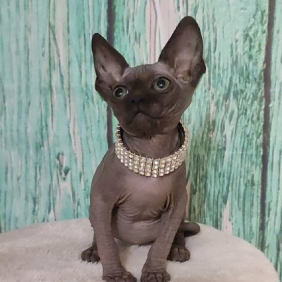 Sphynx Alva Naomi