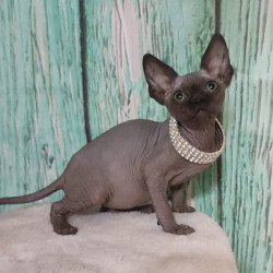 Sphynx Alva Naomi