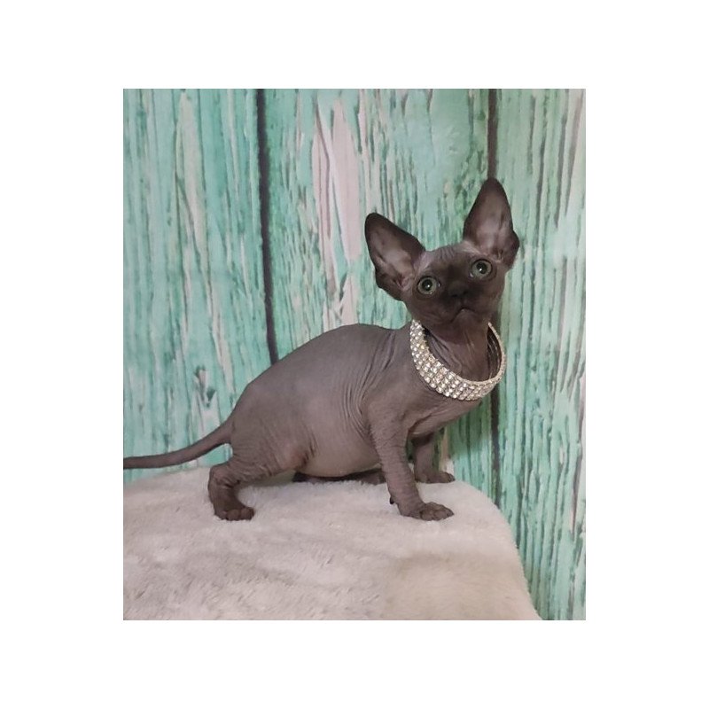 Sphynx Alva Naomi