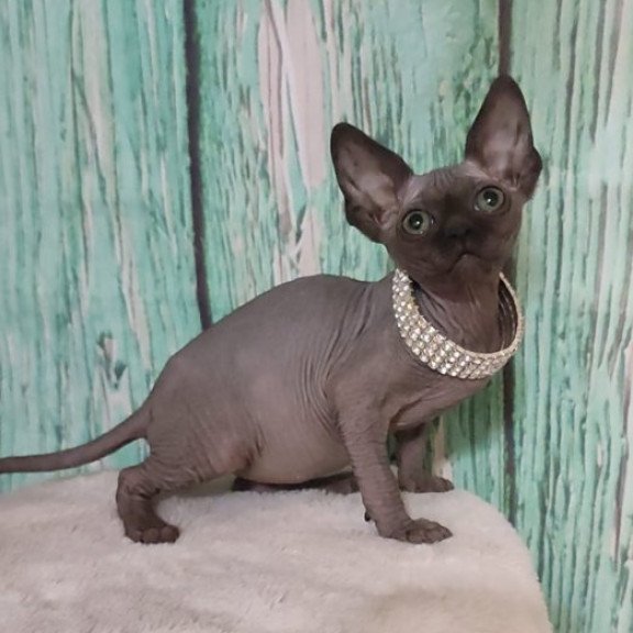 Sphynx Alva Naomi