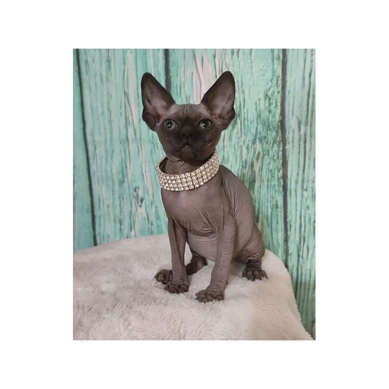 Sphynx Alva Naomi