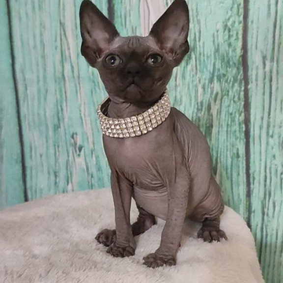 Sphynx Alva Naomi