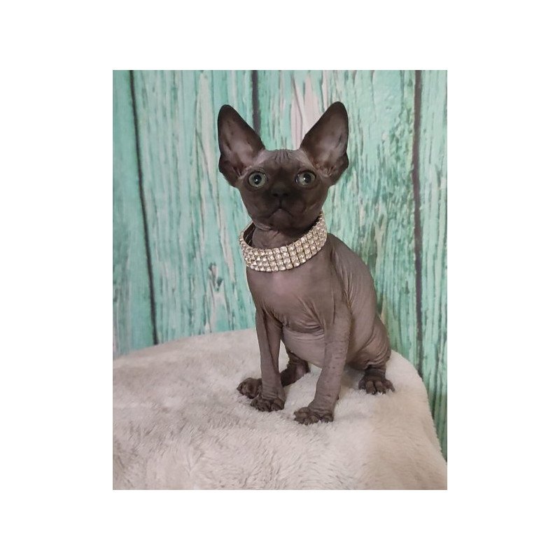 Sphynx Alva Naomi