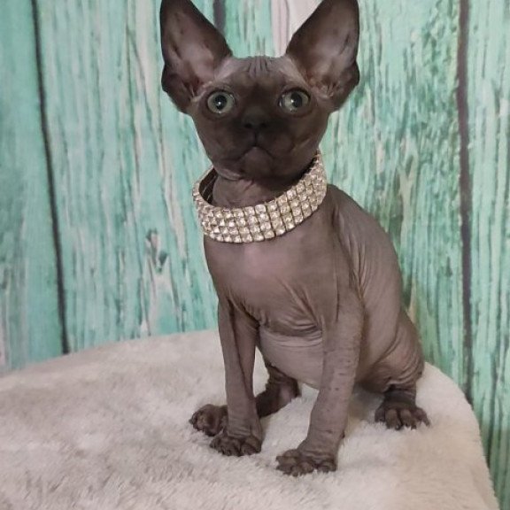 Sphynx Alva Naomi