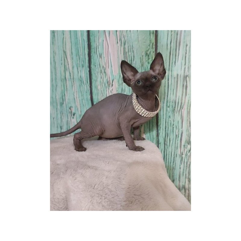 Sphynx Alva Naomi