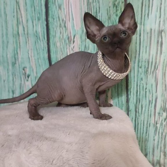 Sphynx Alva Naomi