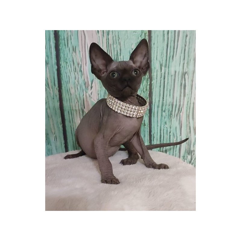 Sphynx Alva Naomi