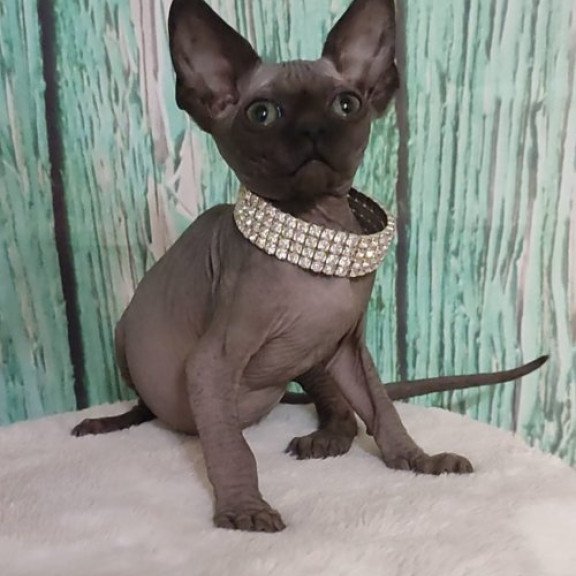 Sphynx Alva Naomi