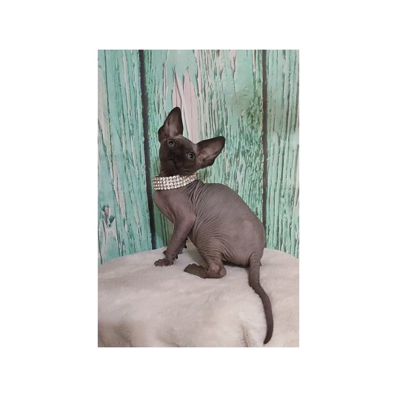Sphynx Alva Naomi