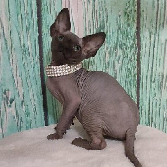 Sphynx Alva Naomi