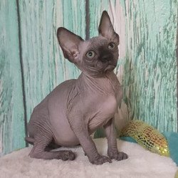 Sphynx Alva Noir