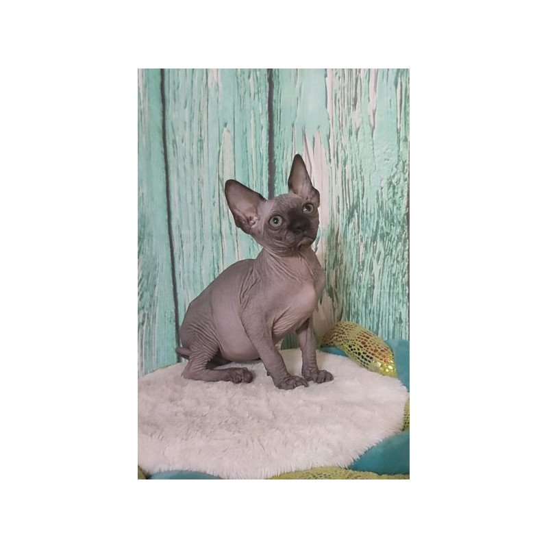 Sphynx Alva Noir