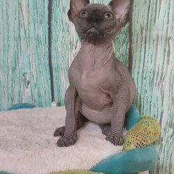 Sphynx Alva Noir