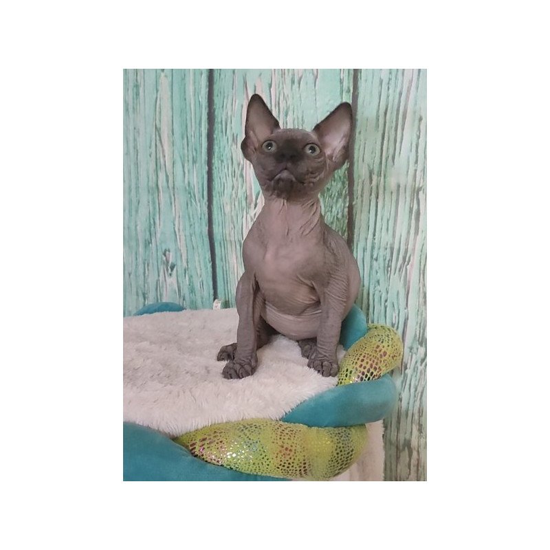 Sphynx Alva Noir
