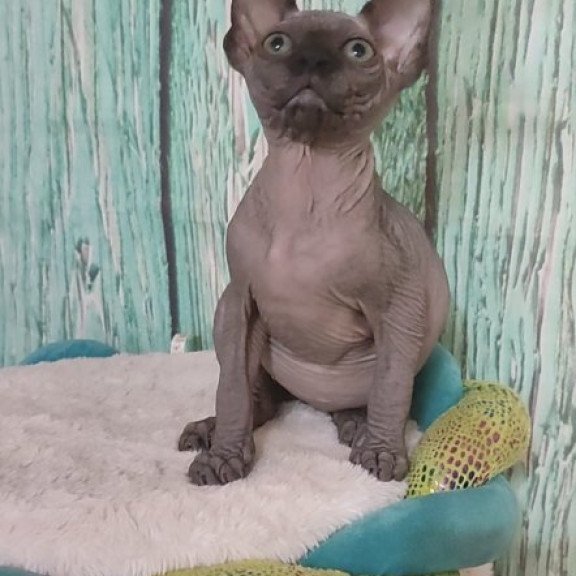 Sphynx Alva Noir