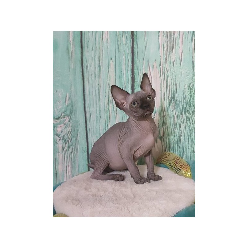 Sphynx Alva Noir