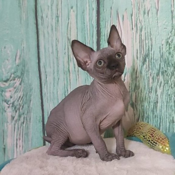 Sphynx Alva Noir