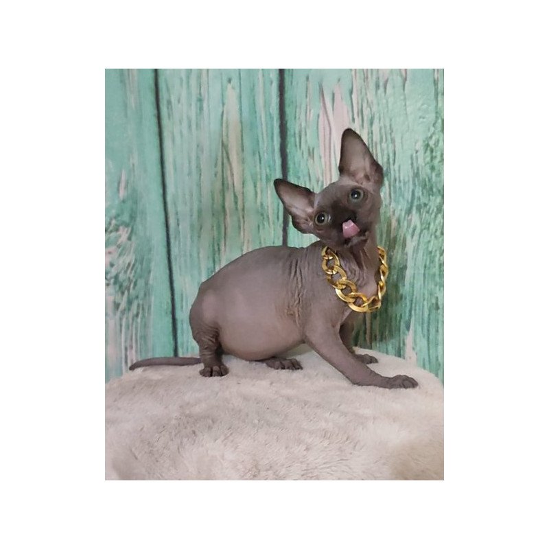 Sphynx Alva Noir