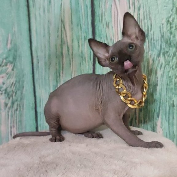 Sphynx Alva Noir