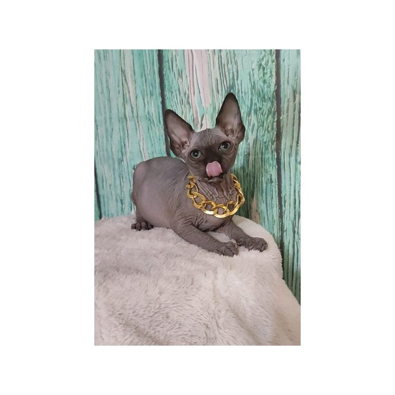 Sphynx Alva Noir
