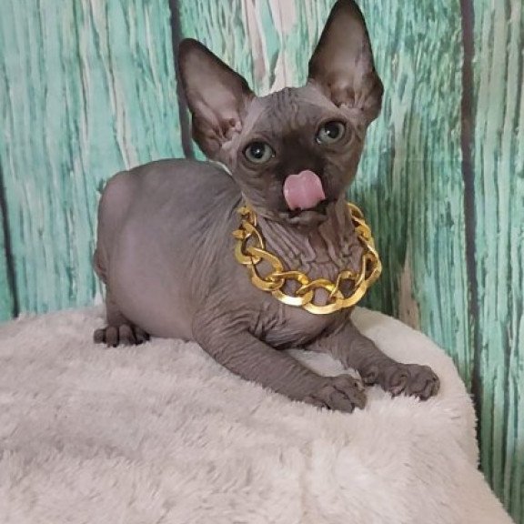 Sphynx Alva Noir