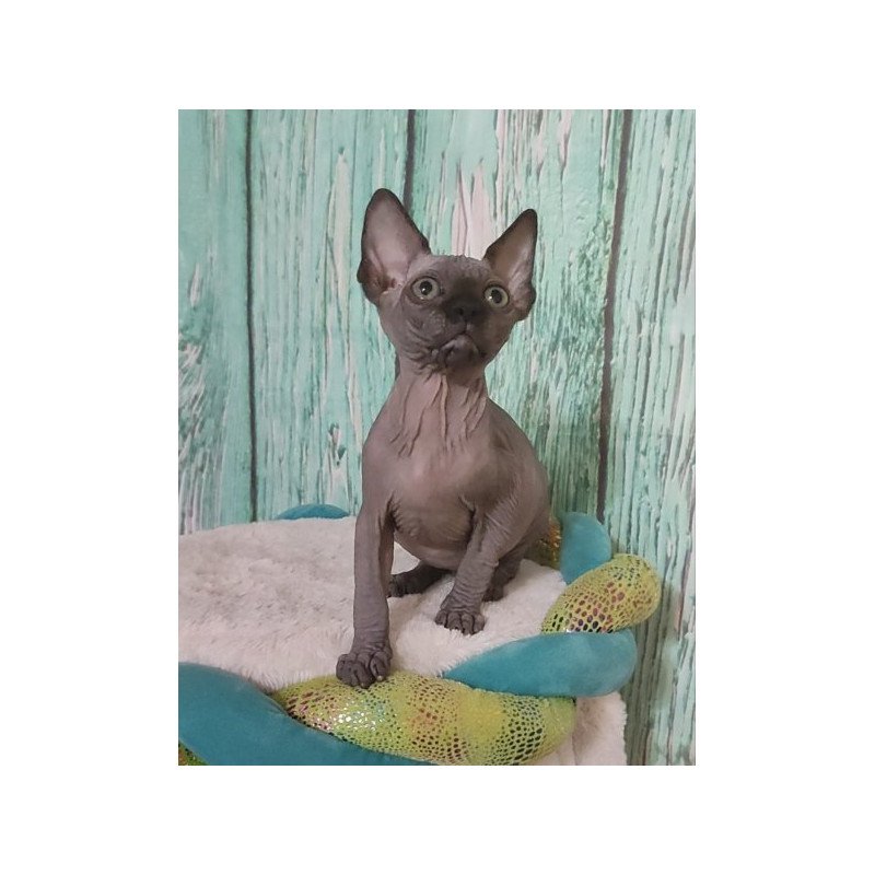 Sphynx Alva Noir