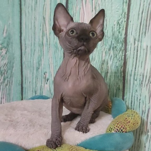 Sphynx Alva Noir