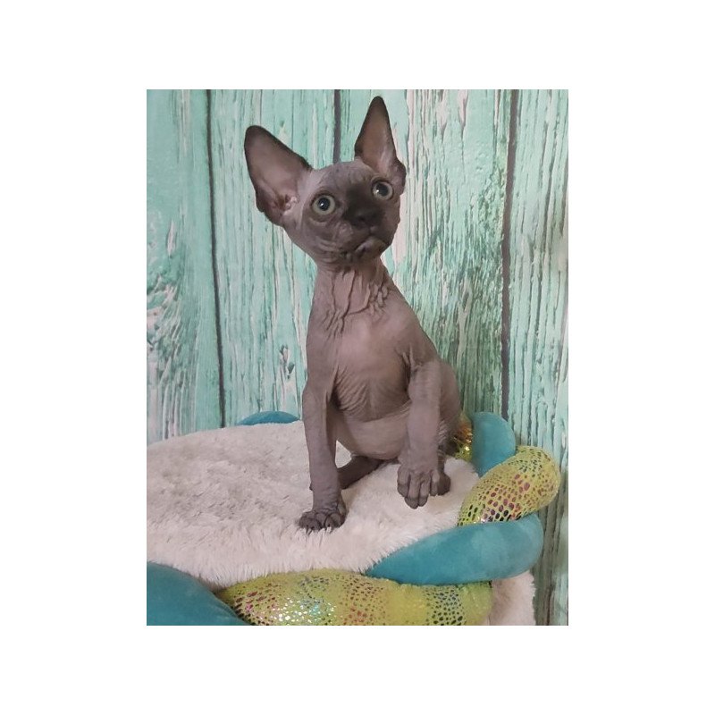 Sphynx Alva Noir