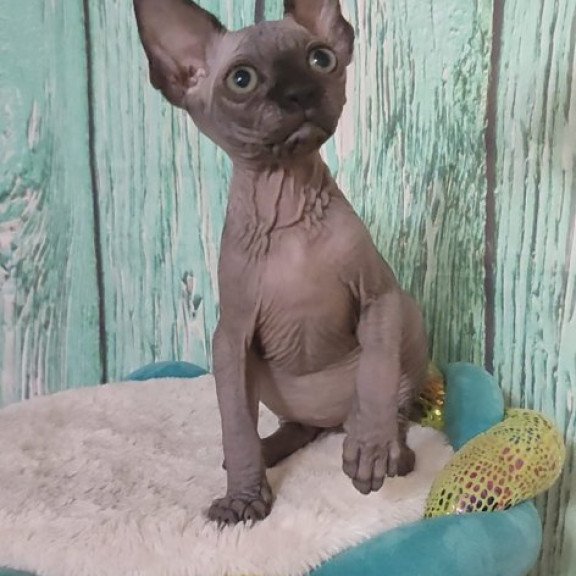 Sphynx Alva Noir