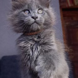Maine Coon Alva Parker
