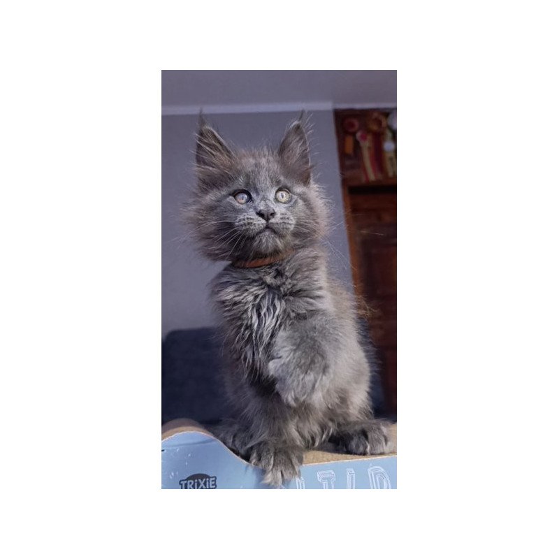 Maine Coon Alva Parker