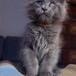 Maine Coon Alva Parker