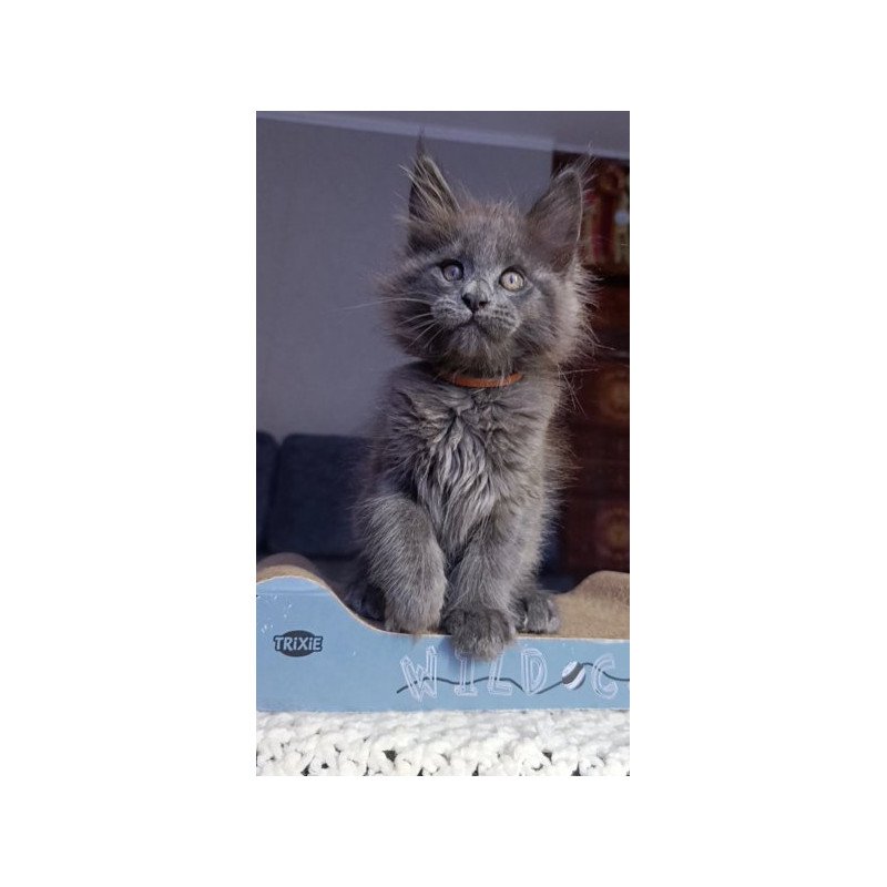 Maine Coon Alva Parker