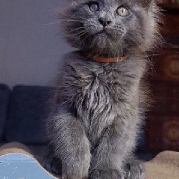 Maine Coon Alva Parker